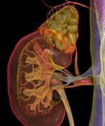 © 3d4medical/medical images