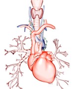 © MEDICAL RF.COM/SPL
